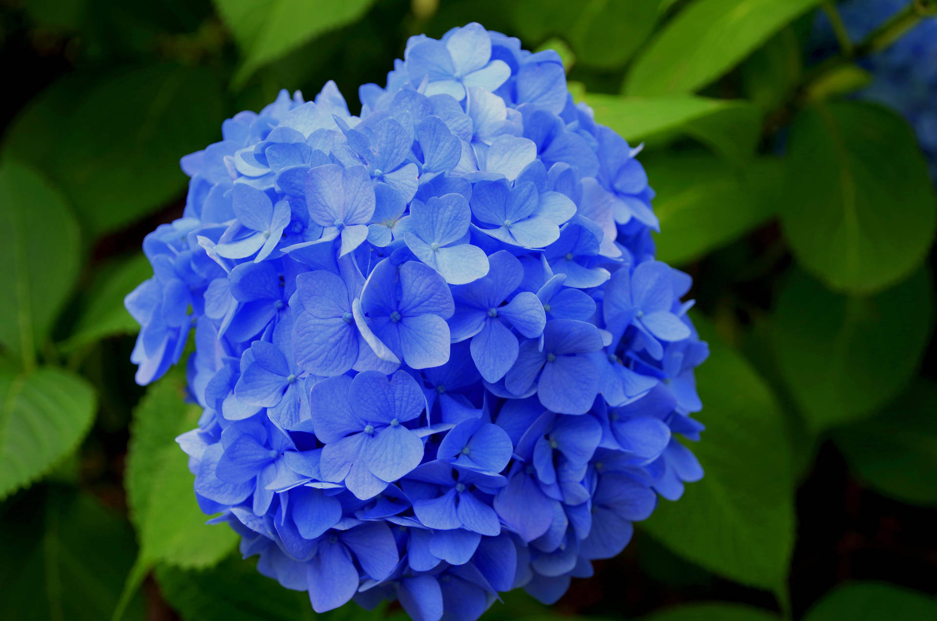 Papelde Parede De Computador Ou Celular Com Uma Flor De Hortênsia Vibrante Em Azul. Papel de Parede