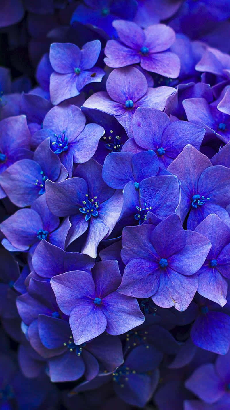 Vibrant Blue Hydrangea Flowers Wallpaper