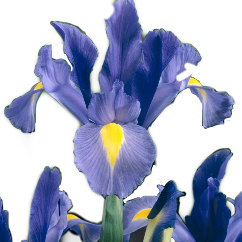 Vibrant Blue Iris Flower PNG