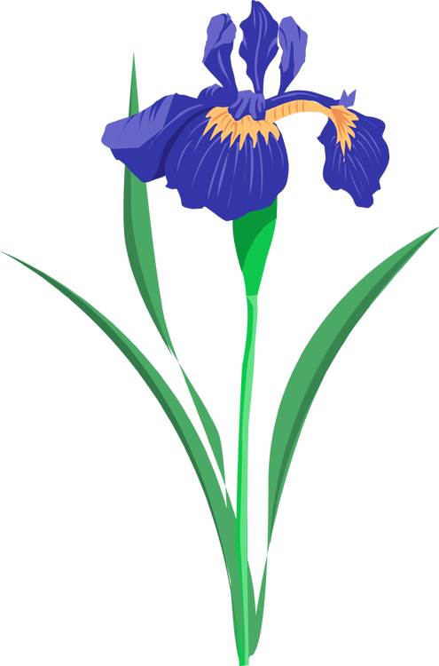 Vibrant Blue Iris Flower Illustration PNG