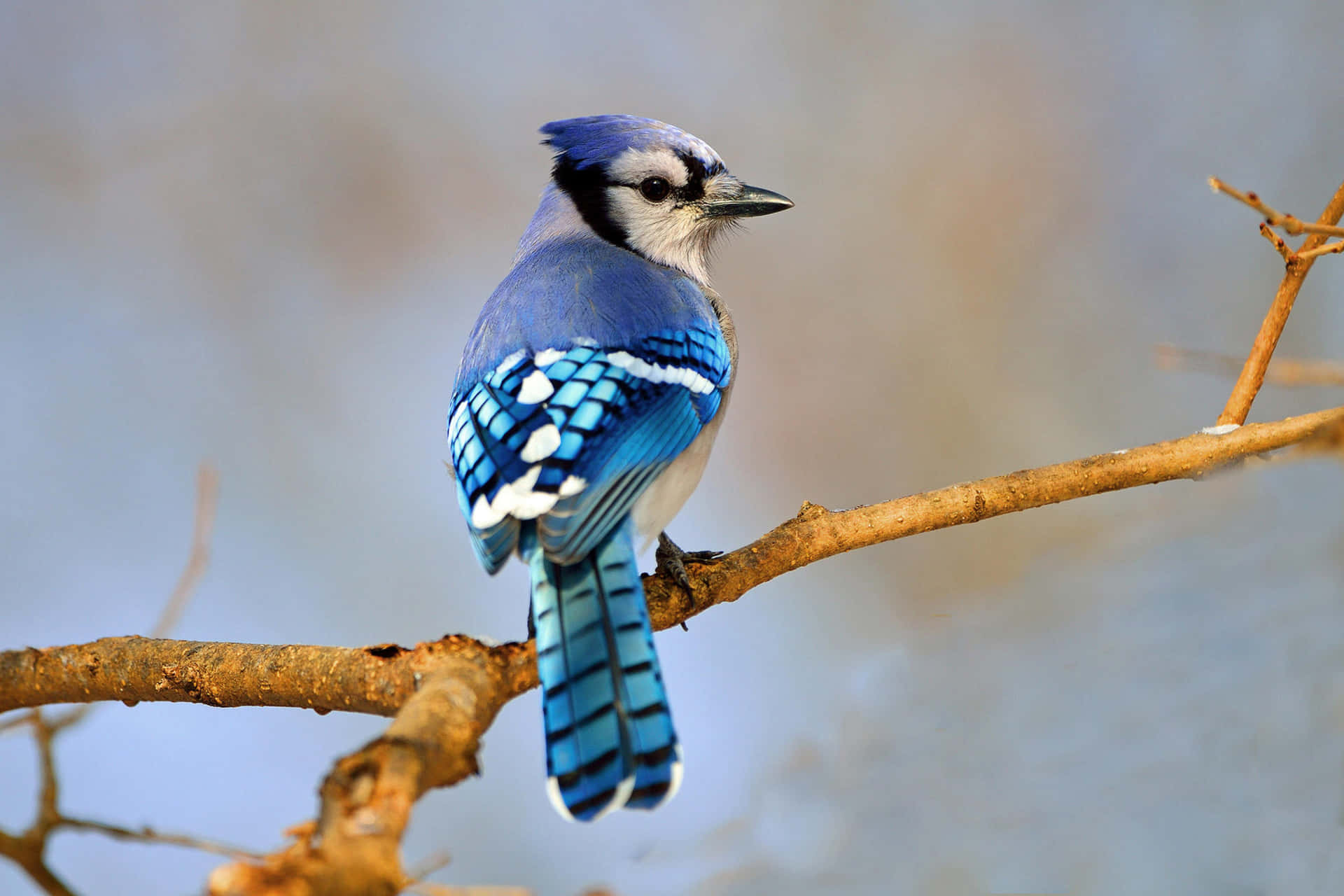 Vibrant Blue Jay Perchedon Branch.jpg Wallpaper