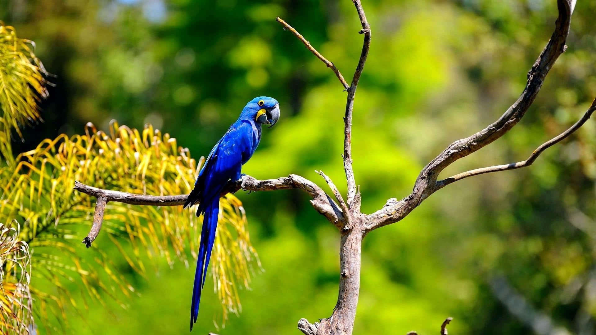 Vibrant Blue Macaw Perchedin Nature.jpg Wallpaper