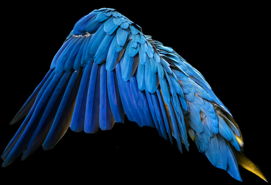 Vibrant_ Blue_ Macaw_ Wing.jpg PNG