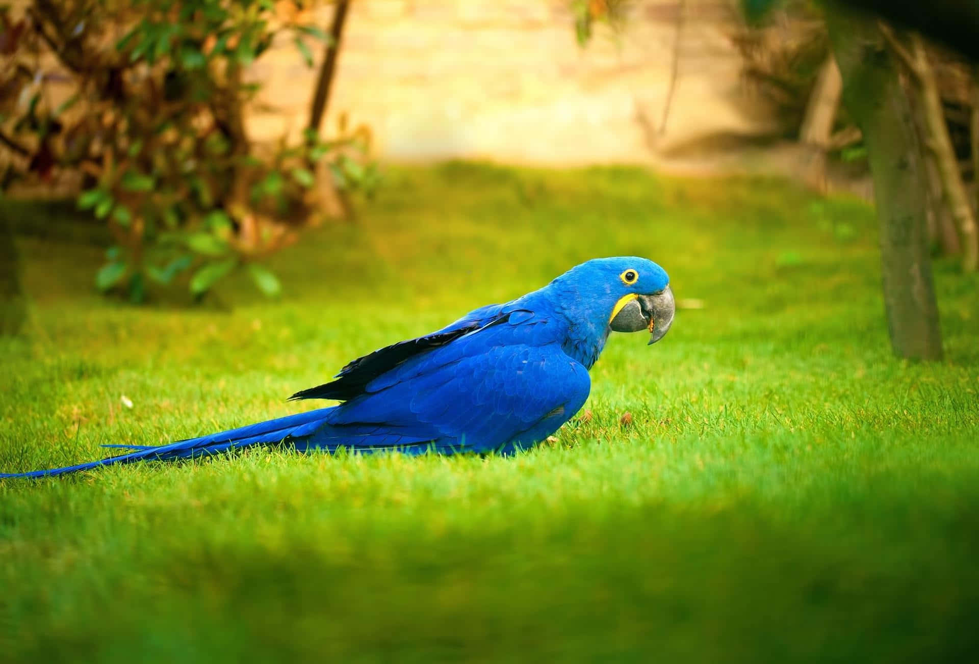 Vibrant Blue Macawon Grass.jpg Wallpaper