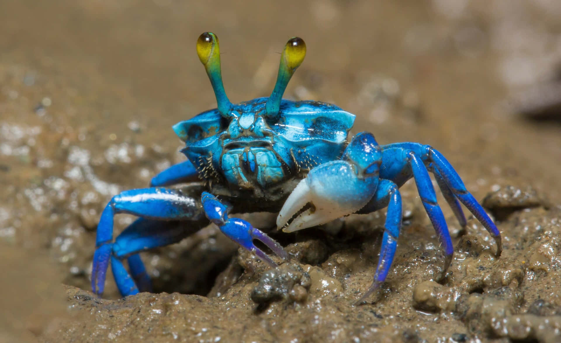 Vibrant Blue Mangrove Crab Wallpaper