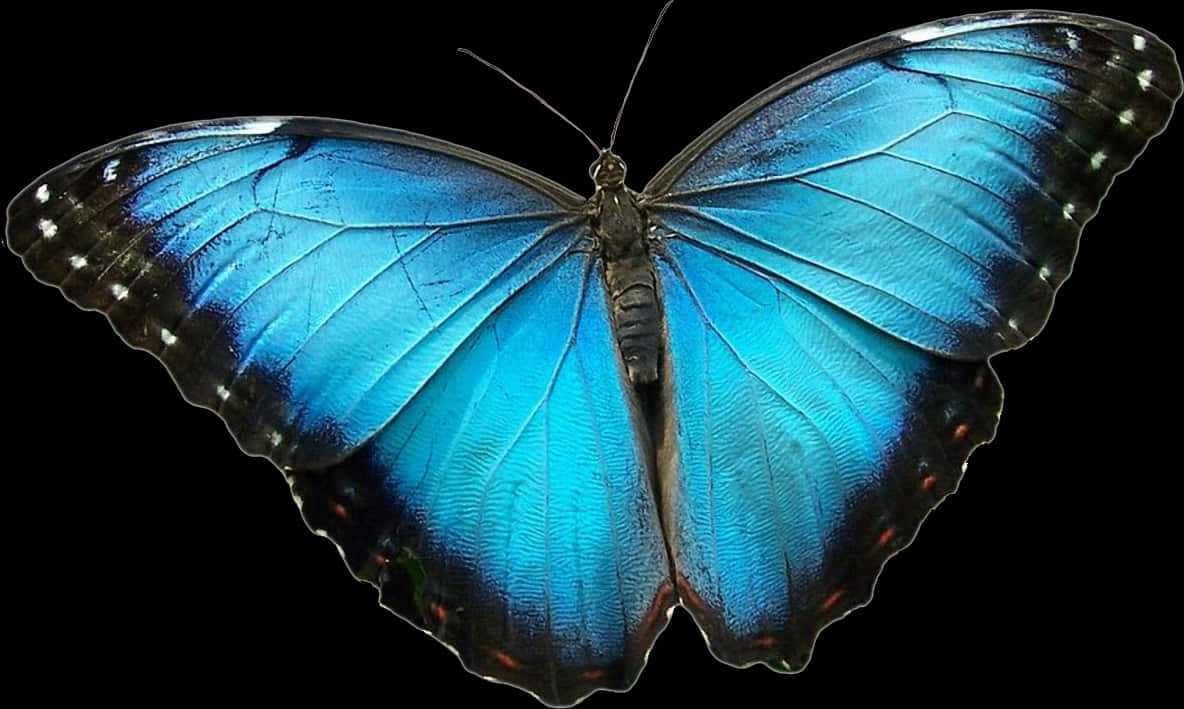 Vibrant Blue Morpho Butterfly PNG