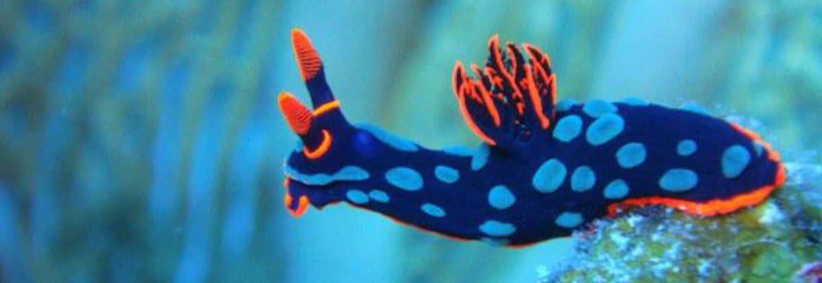 Vibrant Blue Nudibranch Wallpaper