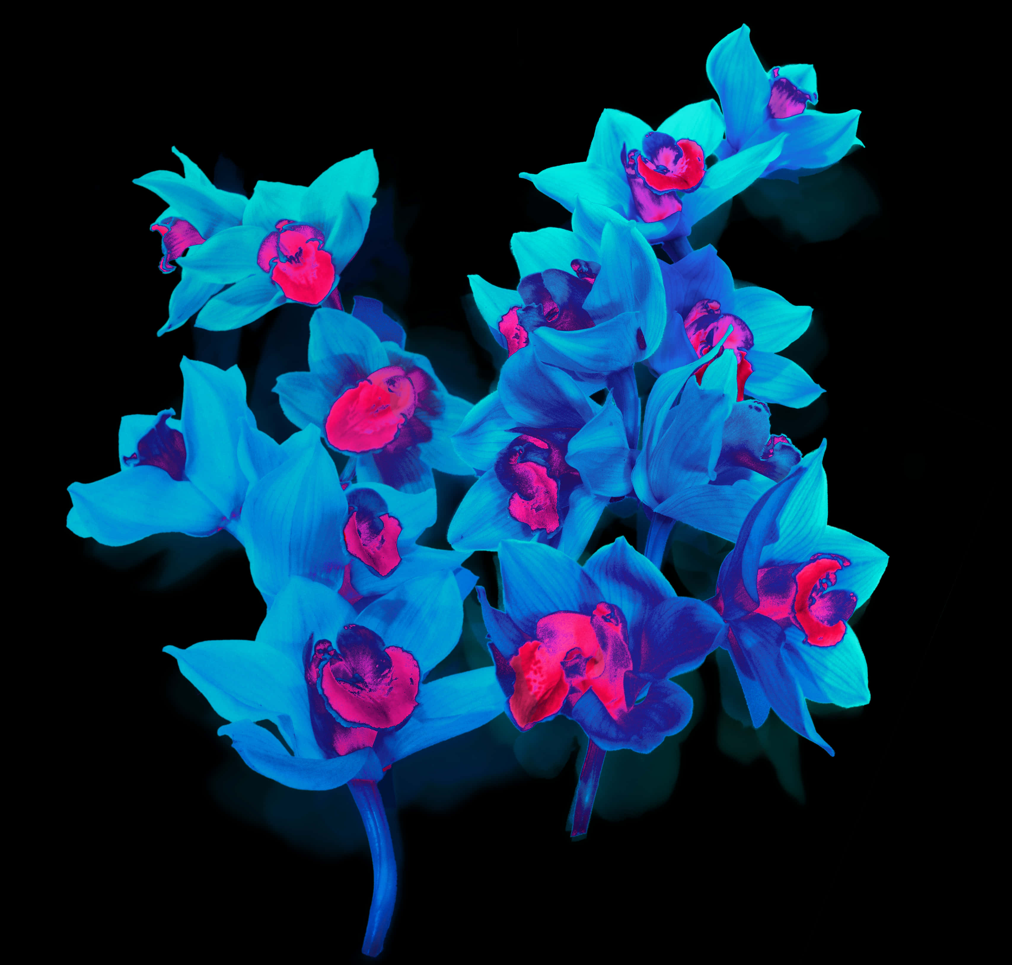 Vibrant Blue Orchids PNG