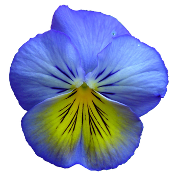 Vibrant Blue Pansy Flower PNG