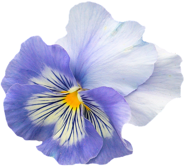 Vibrant Blue Pansy Flower PNG