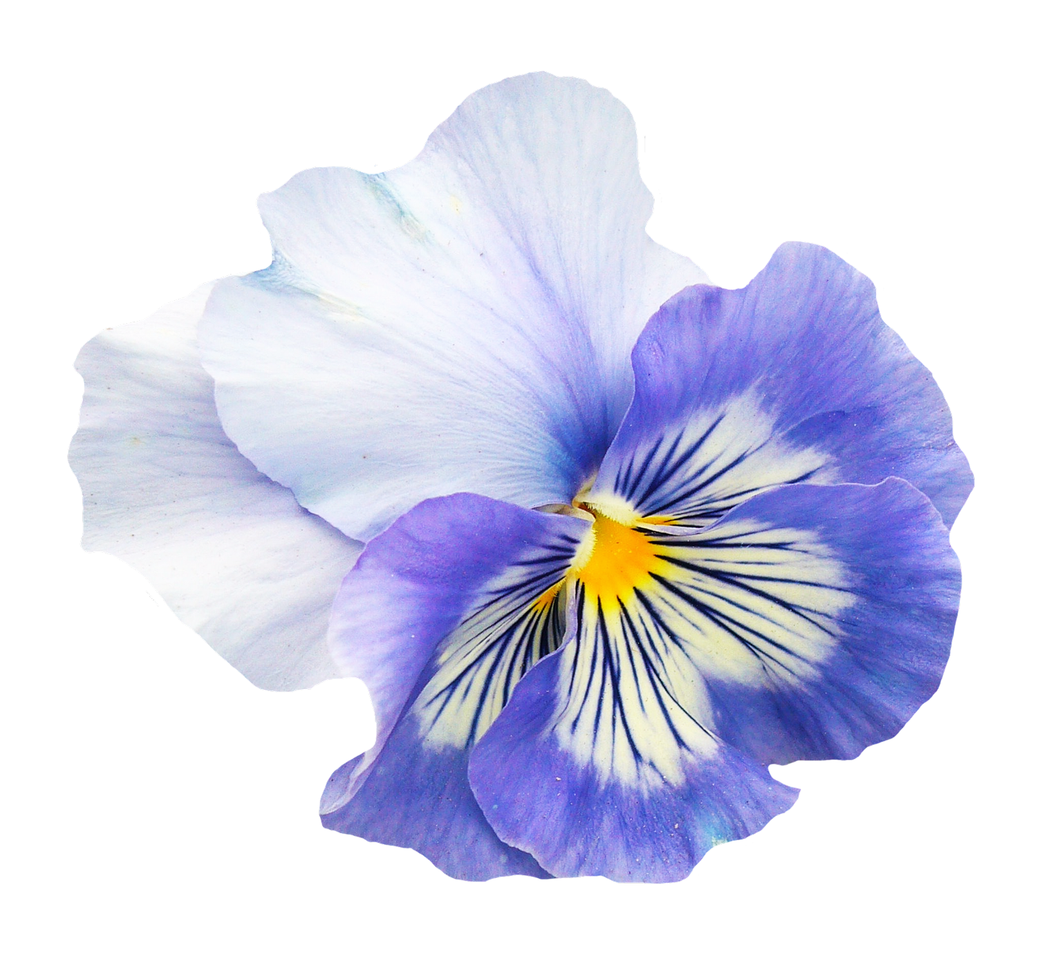 Vibrant Blue Pansy Flower.png PNG