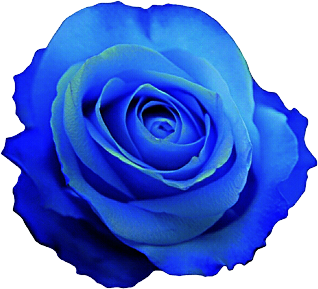 Vibrant Blue Rose Flower PNG