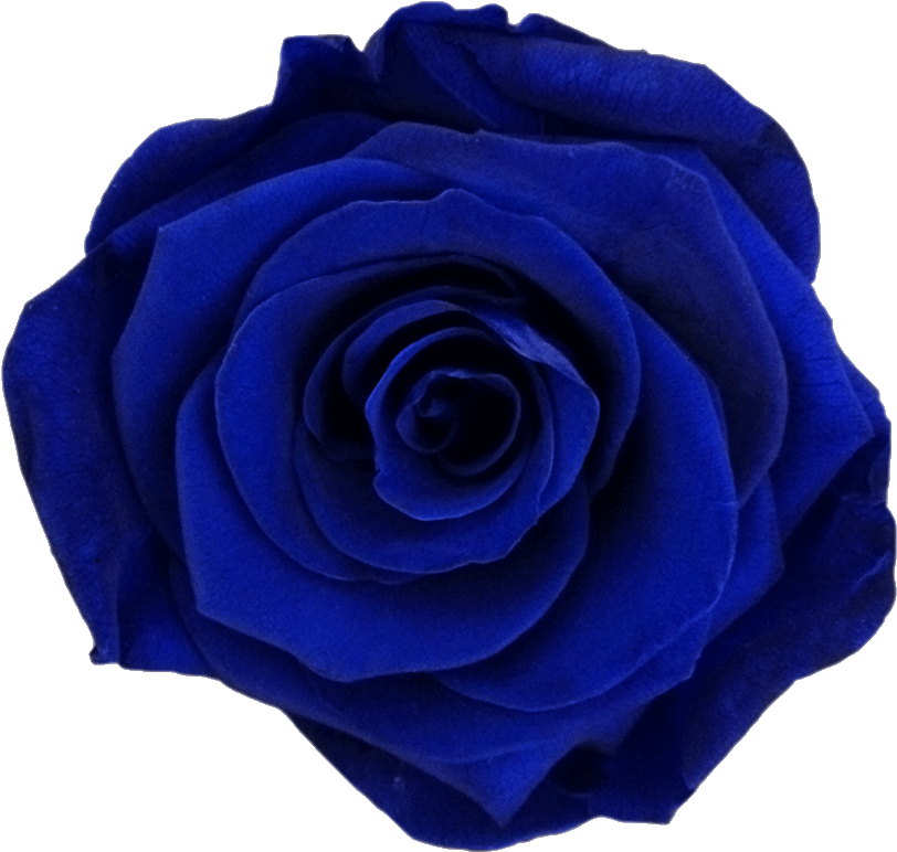 Vibrant Blue Rose Flower PNG