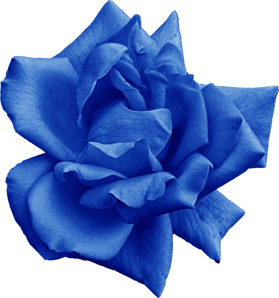 Download Vibrant Blue Rose Flower 4336