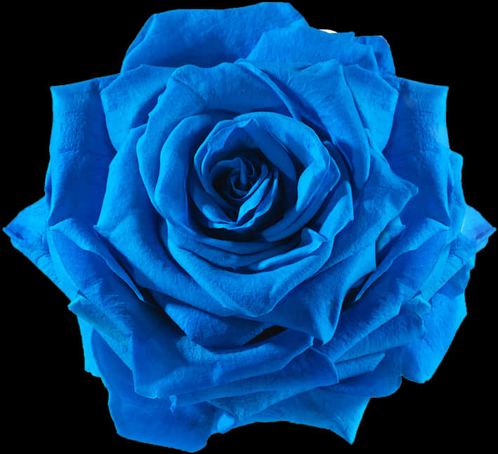 Vibrant Blue Rose Isolatedon Black PNG