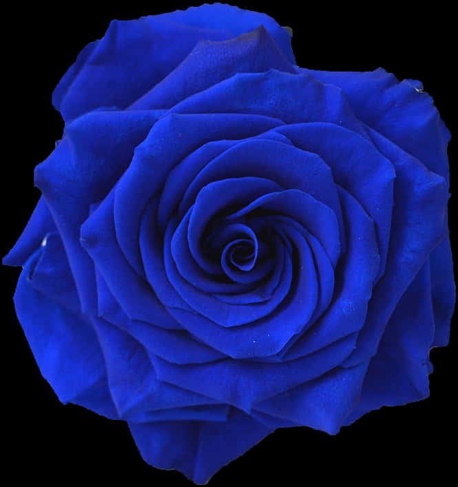 Vibrant Blue Rose Isolatedon Black PNG