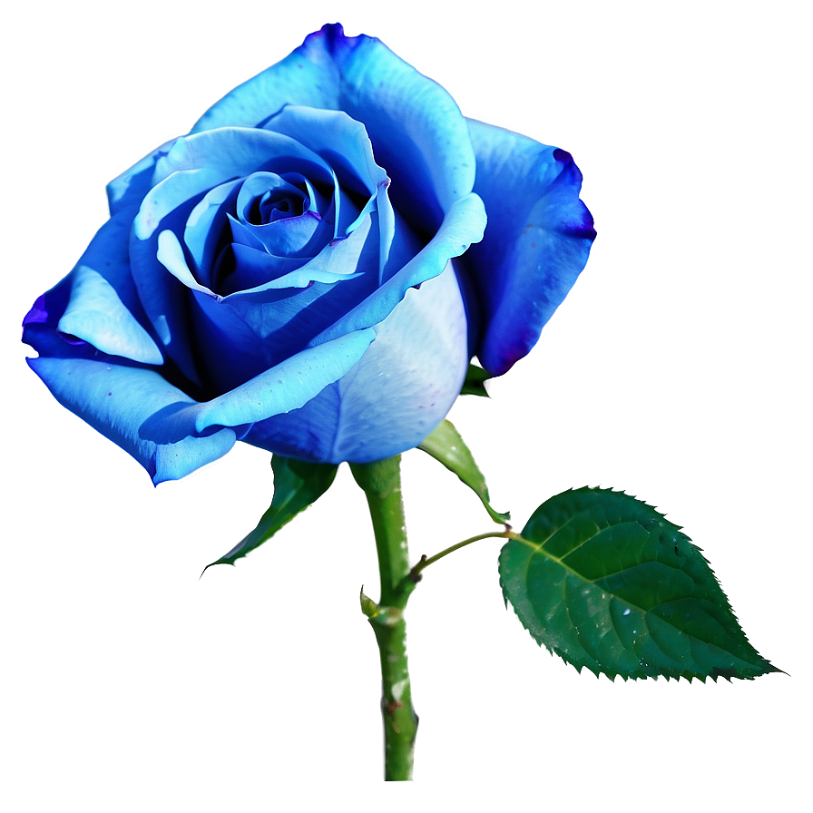 Download Vibrant Blue Rose Png Phq | Wallpapers.com