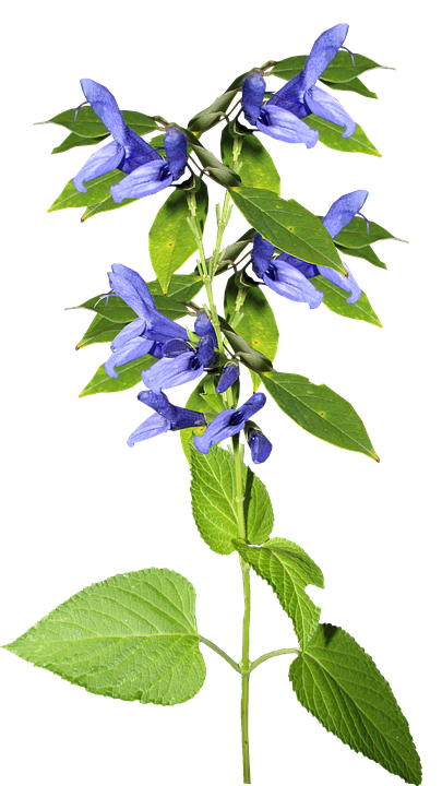 Vibrant_ Blue_ Salvia_ Flower PNG