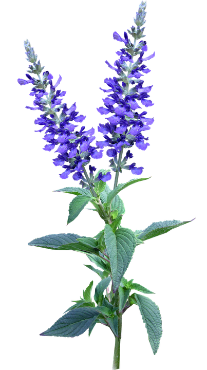 Vibrant Blue Salvia Flowers PNG