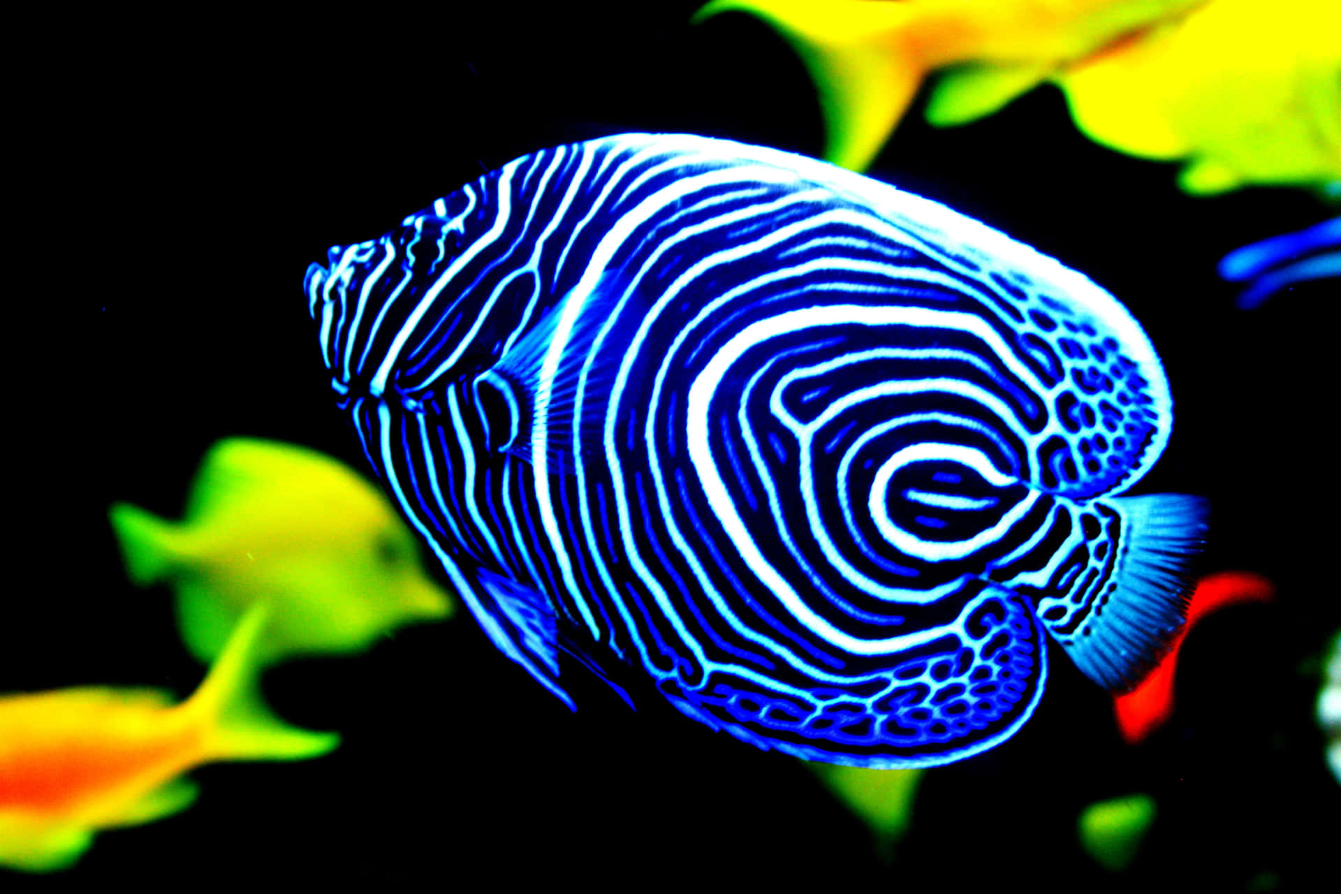 Vibrant Blue Surgeonfish Aquatic Life Wallpaper