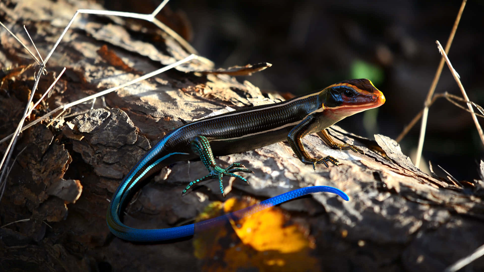 Vibrant Blue Tailed Skink Wallpaper