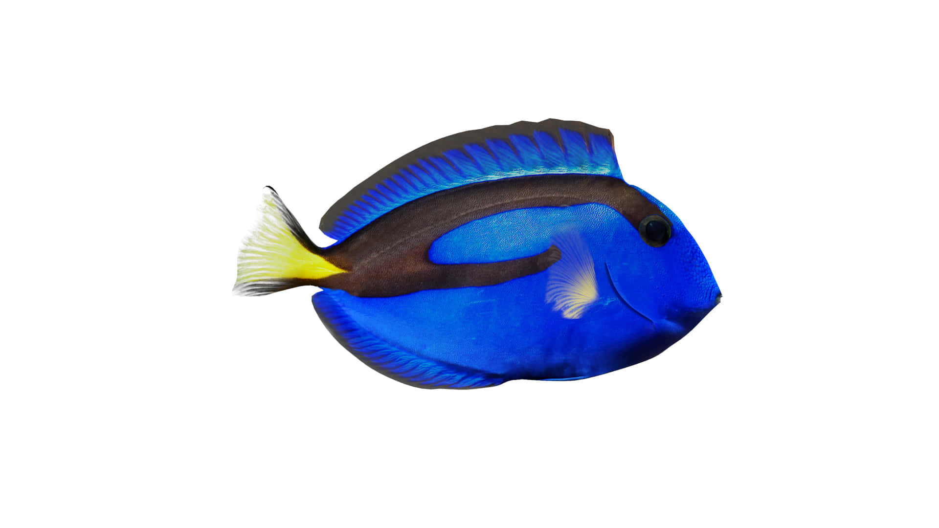 Vibrant Blue Tang Fish Wallpaper