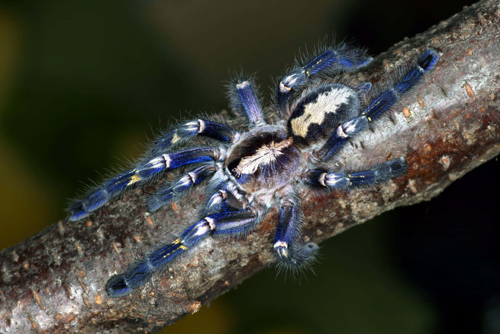 Vibrant Blue Tarantulaon Branch Wallpaper