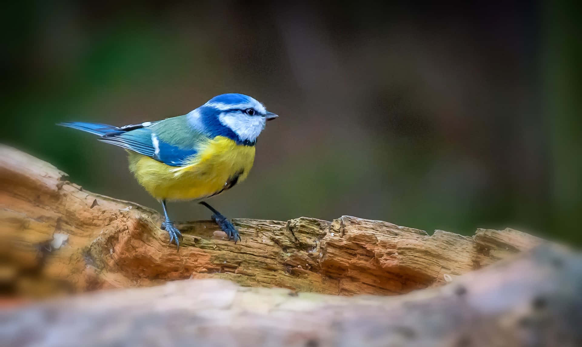 Vibrant Blue Tit On Branch.jpg Wallpaper