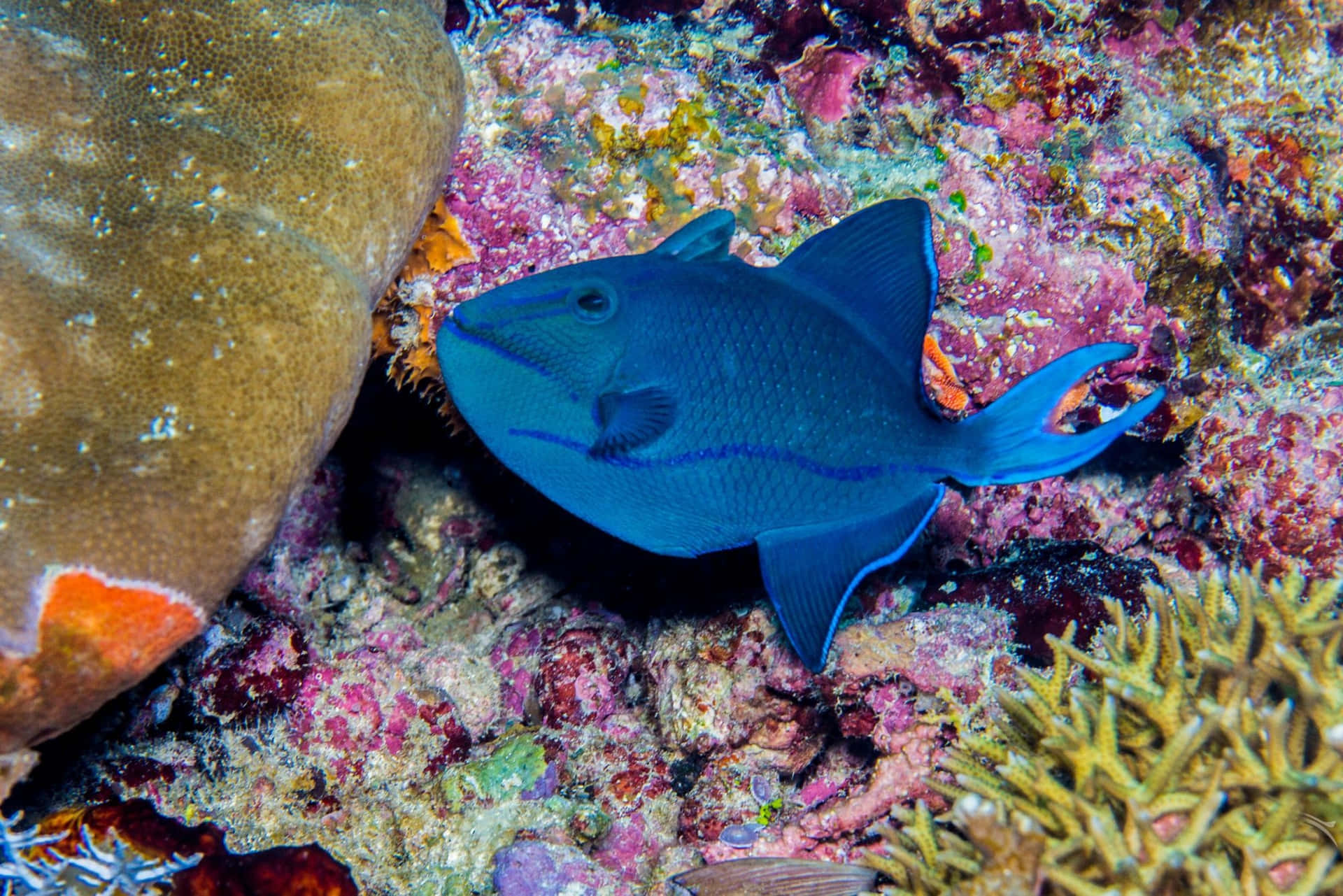 Vibrant Blue Triggerfish Coral Reef Wallpaper