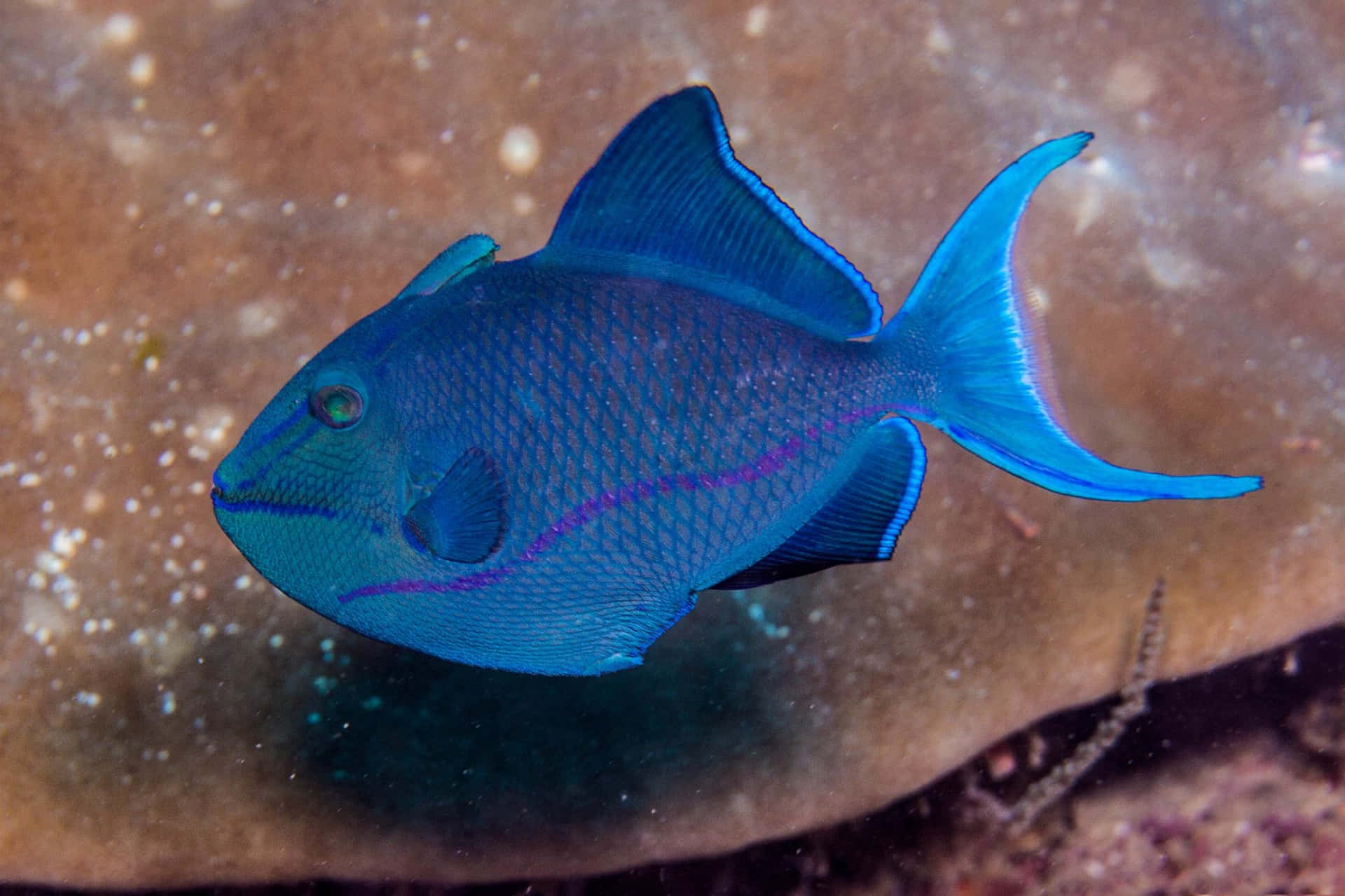 Download Vibrant Blue Triggerfish Swimming Wallpaper | Wallpapers.com