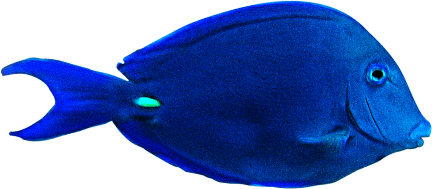 Vibrant Blue Tropical Fish PNG