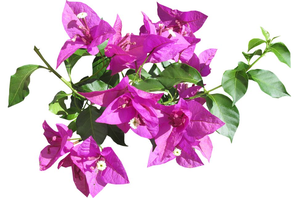 Download Vibrant Bougainvillea Branch.png | Wallpapers.com