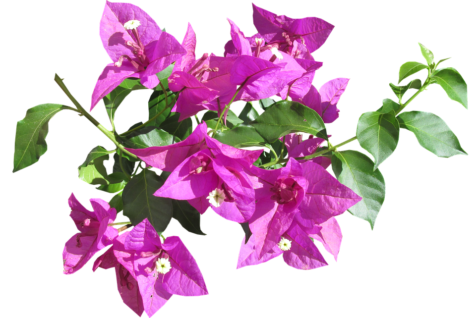 Vibrant Bougainvillea Branch.png PNG