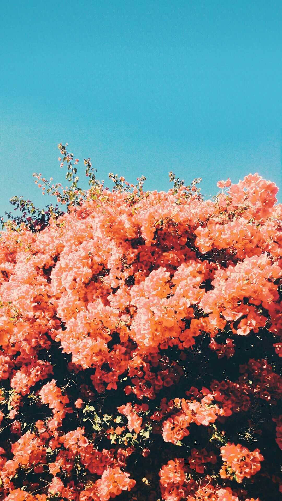 [200+] Spring Aesthetic Wallpapers | Wallpapers.com