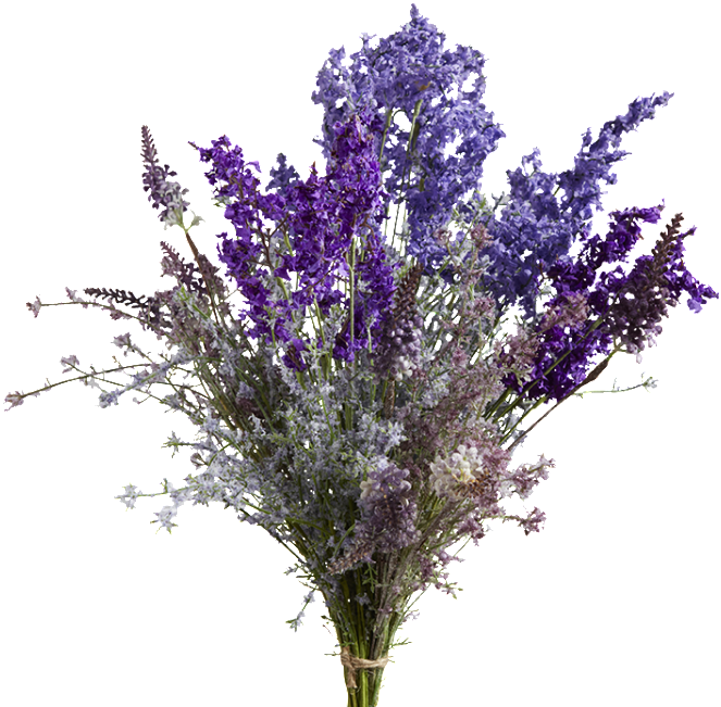 Vibrant Bouquetof English Lavender.png PNG