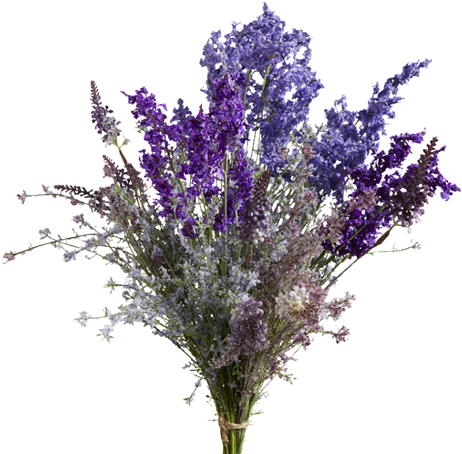 Download Vibrant Bouquetof English Lavender.png | Wallpapers.com