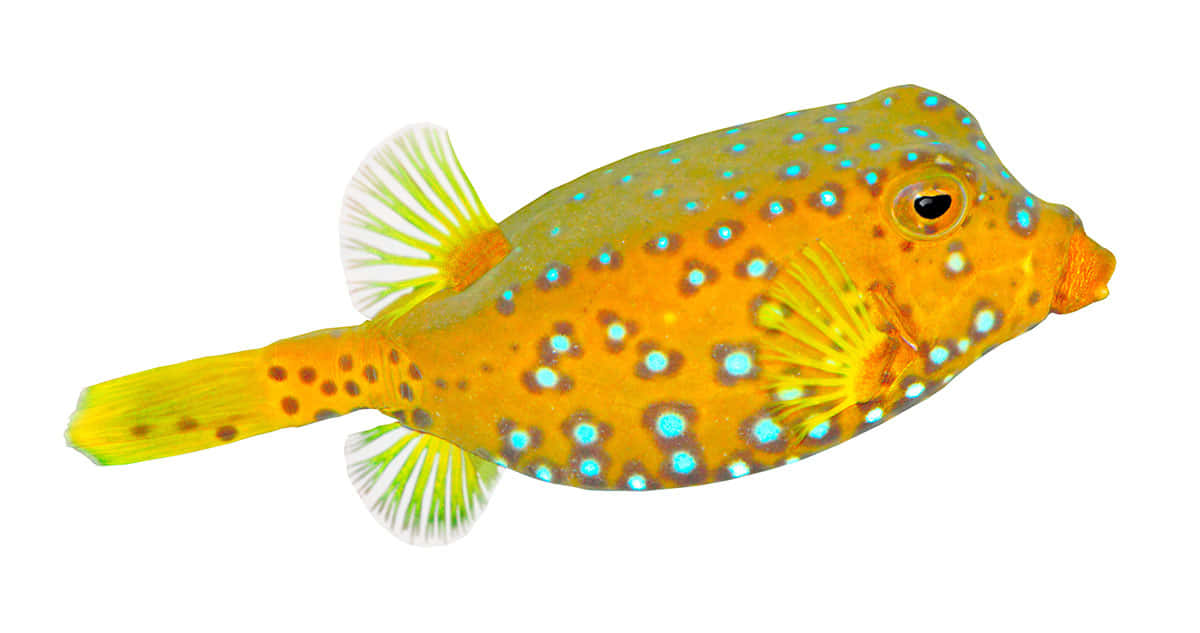 Vibrant Boxfish Isolated Wallpaper