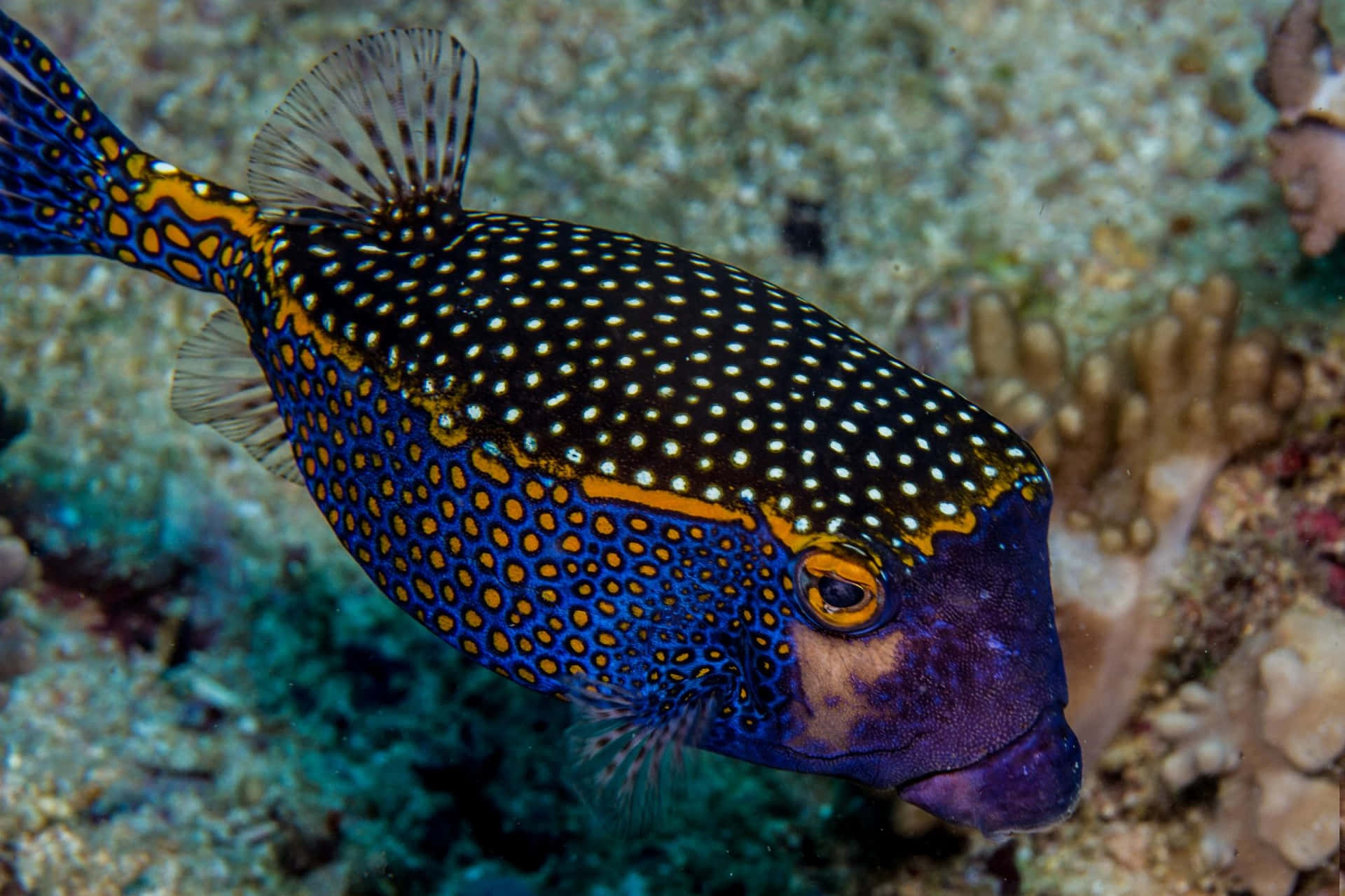 Vibrant Boxfish Underwater Wallpaper