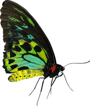 Vibrant Butterfly Black Background PNG