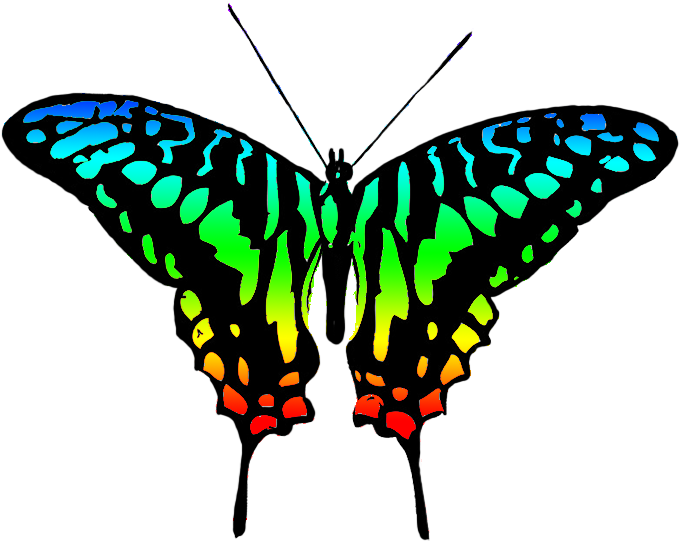 Vibrant Butterfly Illustration PNG