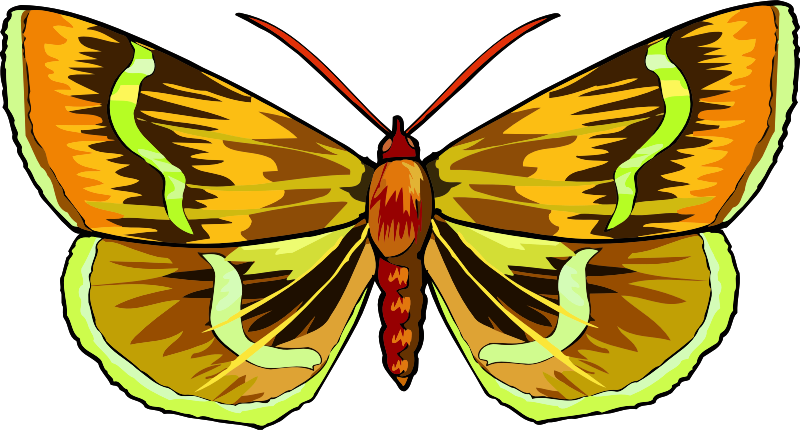 Vibrant Butterfly Illustration PNG