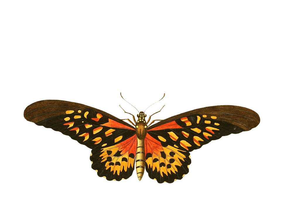 Vibrant Butterfly Illustration PNG