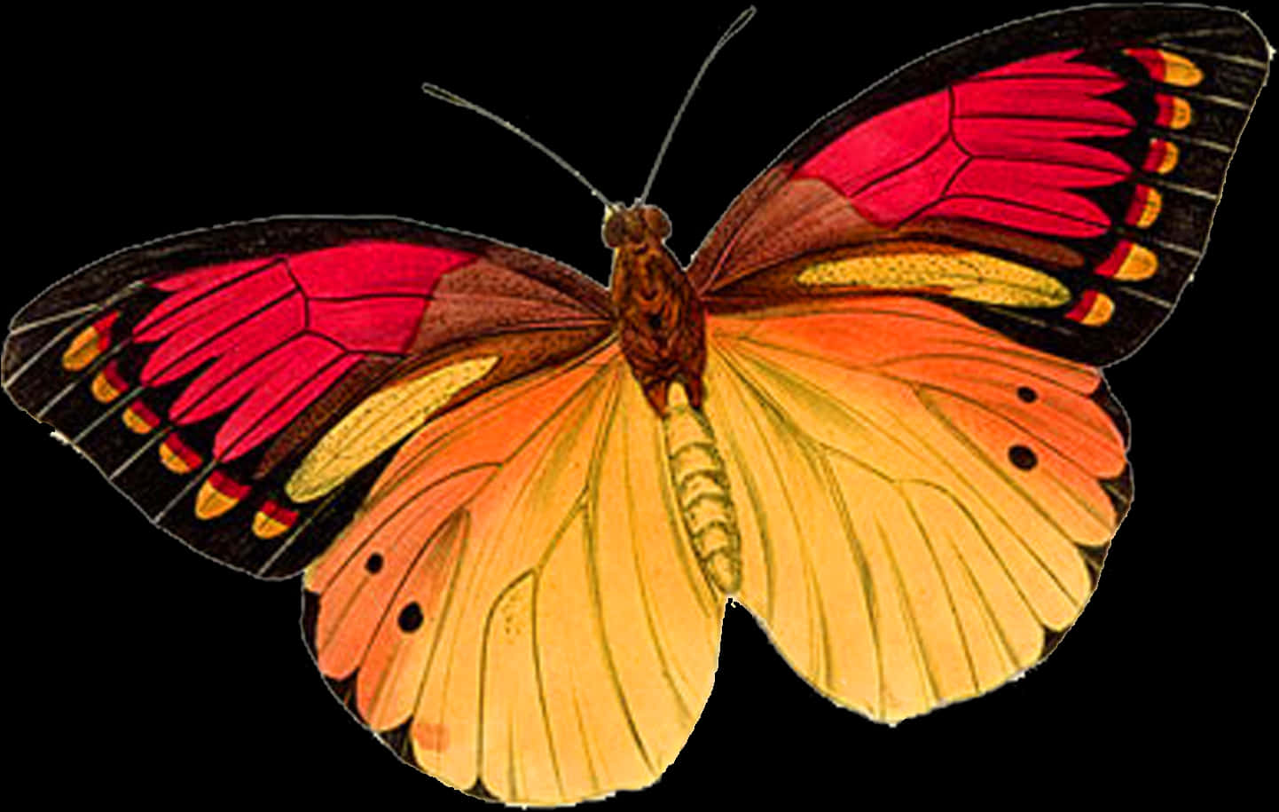 Vibrant Butterfly Isolatedon Black PNG