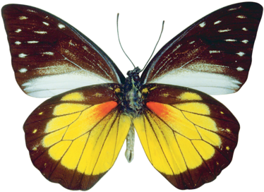 Vibrant Butterfly Spread Wings PNG