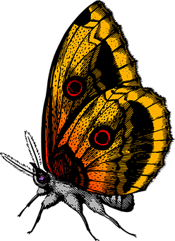 Vibrant Butterfly Wing Art PNG