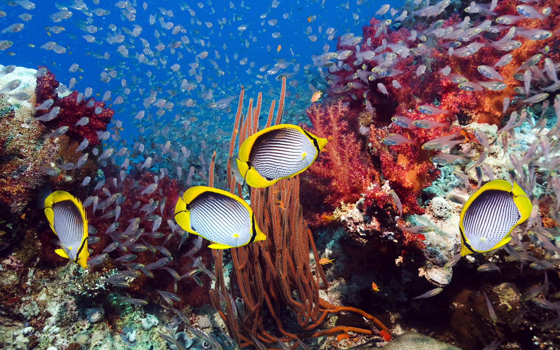 Vibrant Butterflyfish Coral Reef Wallpaper