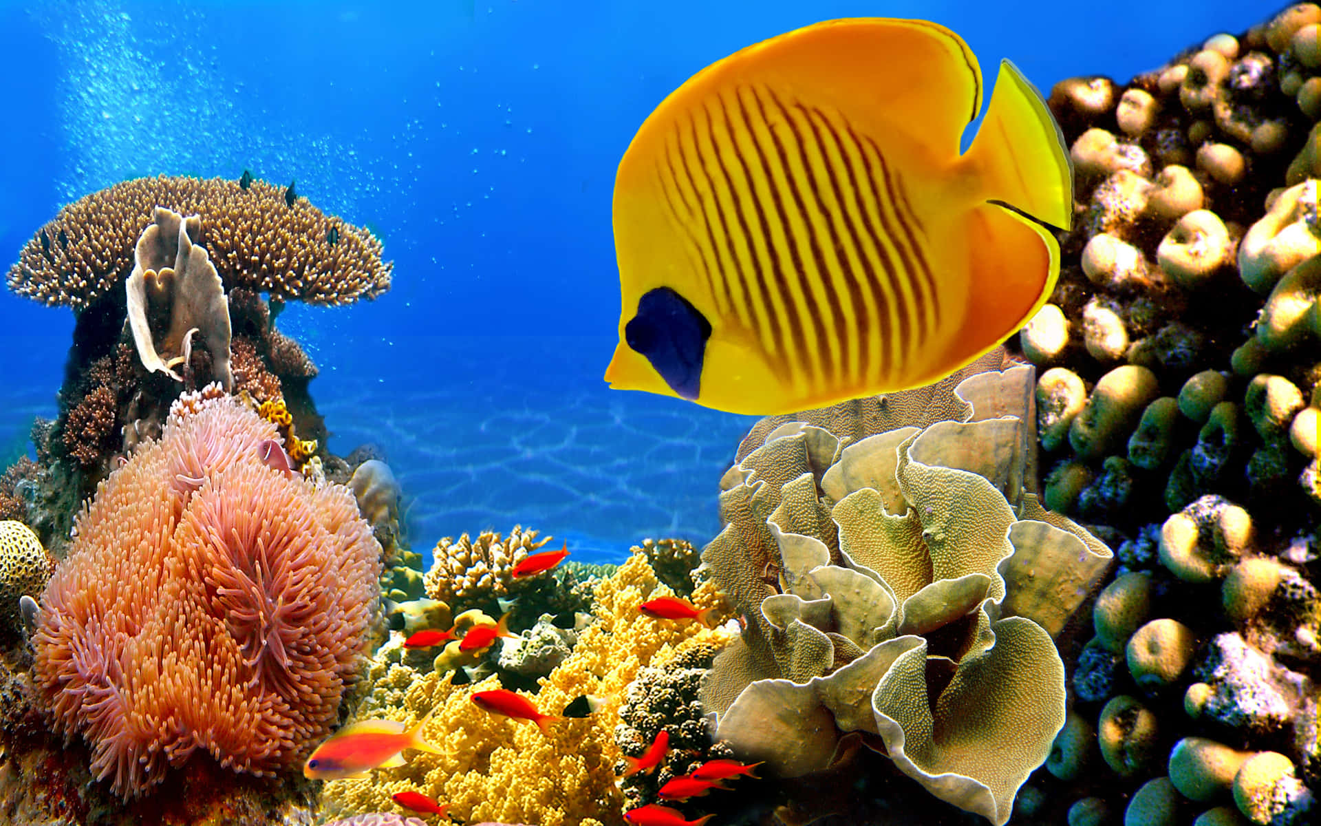 Vibrant Butterflyfish Coral Reef Scene Wallpaper