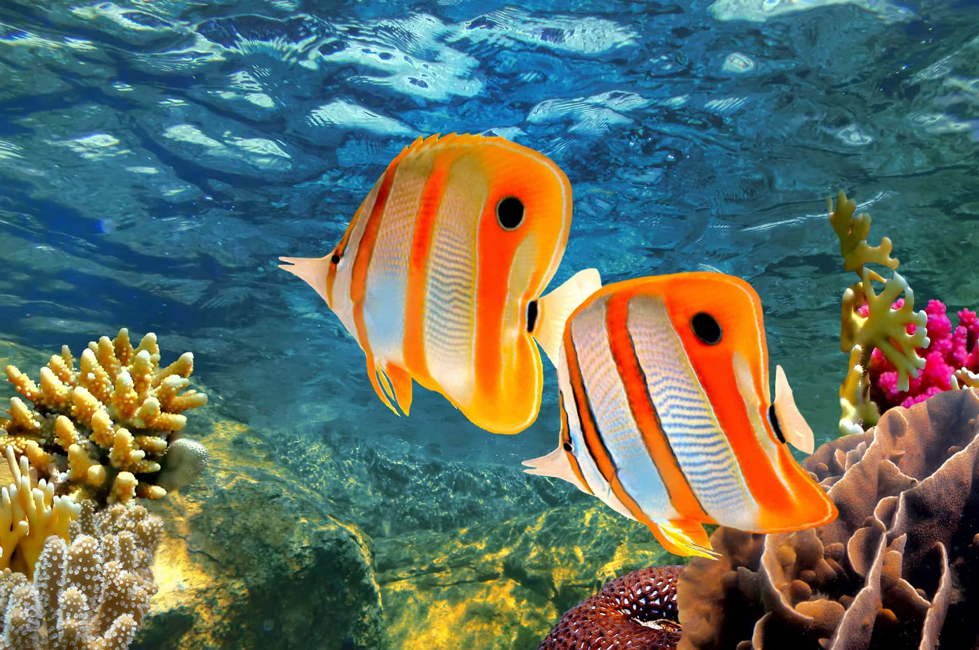 Vibrant Butterflyfish Coral Reef Wallpaper