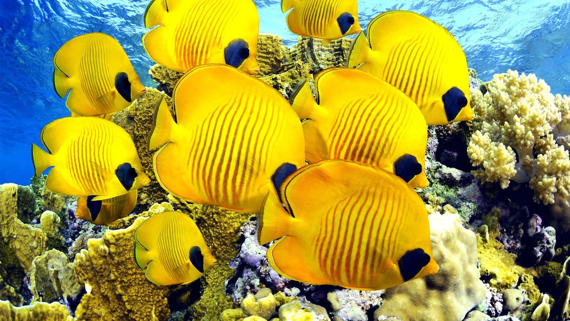 Vibrant Butterflyfish School Underwater Wallpaper