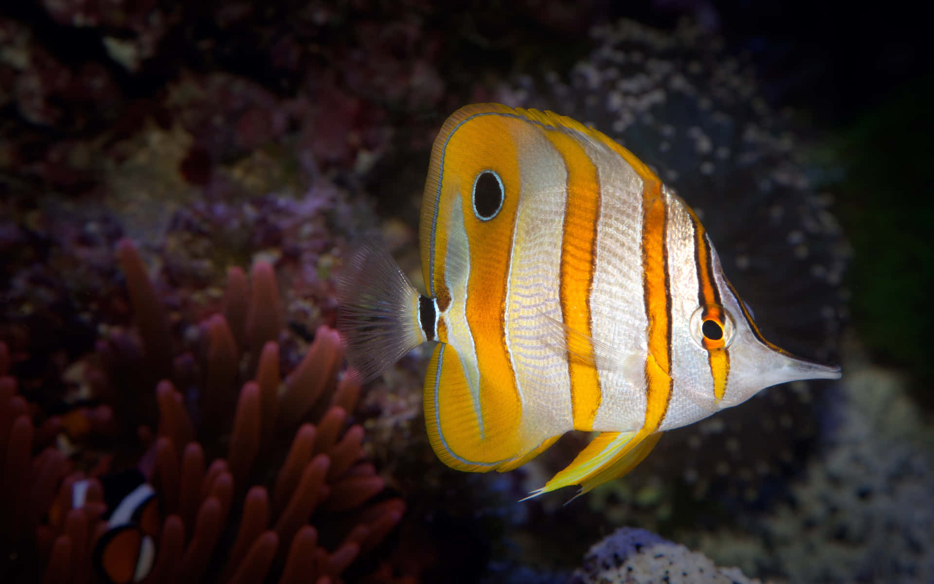 Vibrant Butterflyfish Underwater Wallpaper
